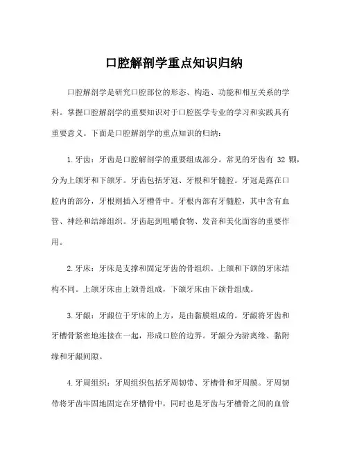 口腔解剖学重点知识归纳
