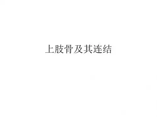 上肢骨及其连结