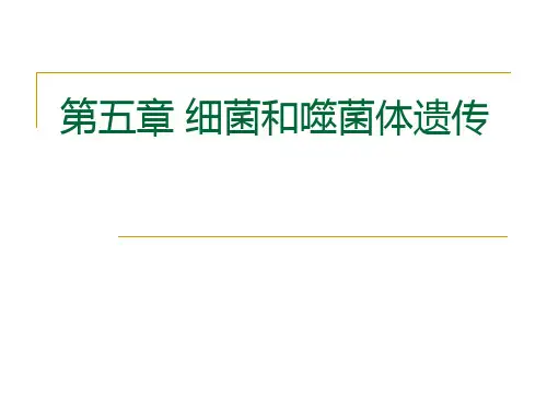 第五章 细菌和噬菌体遗传