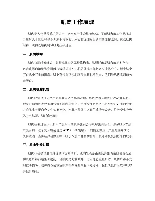 肌肉工作原理