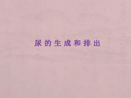 生理学课件泌尿