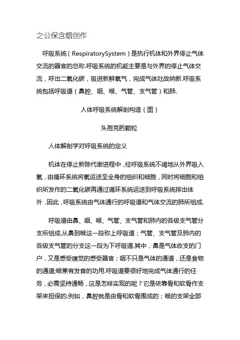 呼吸系统构造图(详细)