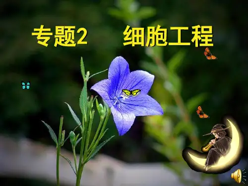 2.1.1 植物细胞工程的基本技术-人教版高中生物选修三课件(共39张PPT)