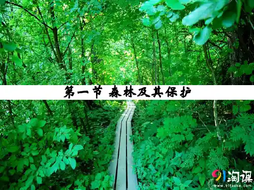 课件4：4.1 森林及其保护