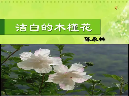 洁白的木槿花