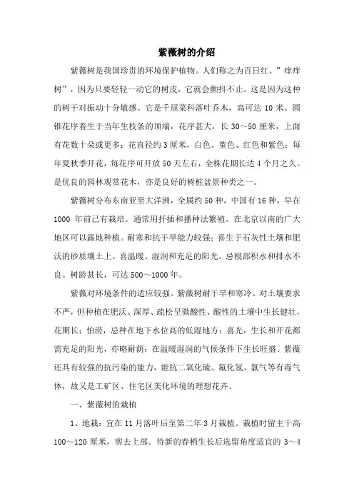 紫薇树的介绍