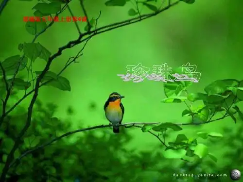 2019统编版五年级语文上册第4课《珍珠鸟》PPT20张