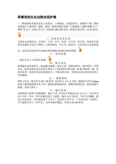 草莓苗的生长过程全面护理