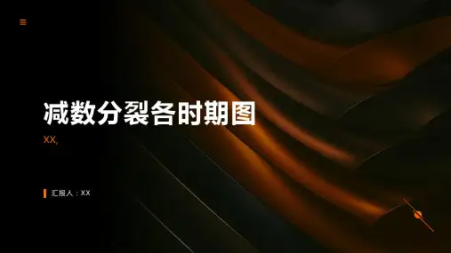 减数分裂各时期图