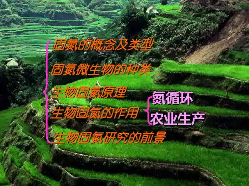 固氮复习PPT教学课件