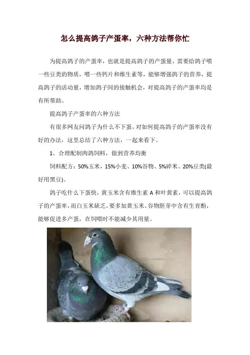 怎么提高鸽子产蛋率,六种方法帮你忙