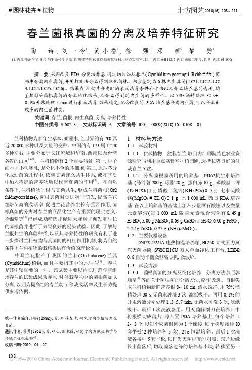 春兰菌根真菌的分离及培养特征研究