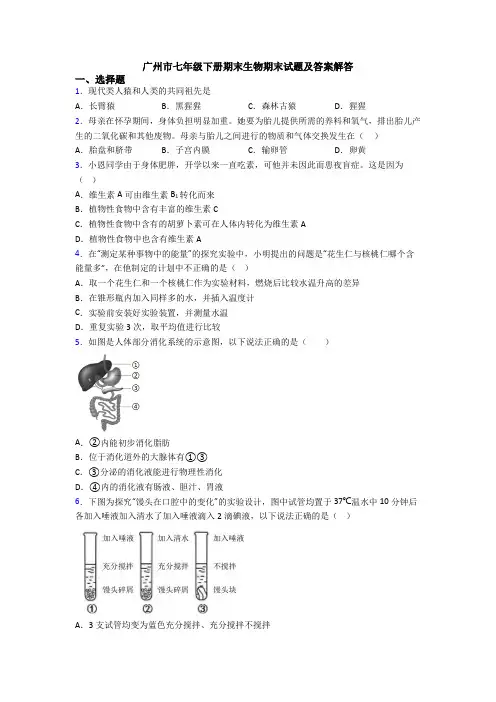 广州市七年级下册期末生物期末试题及答案解答