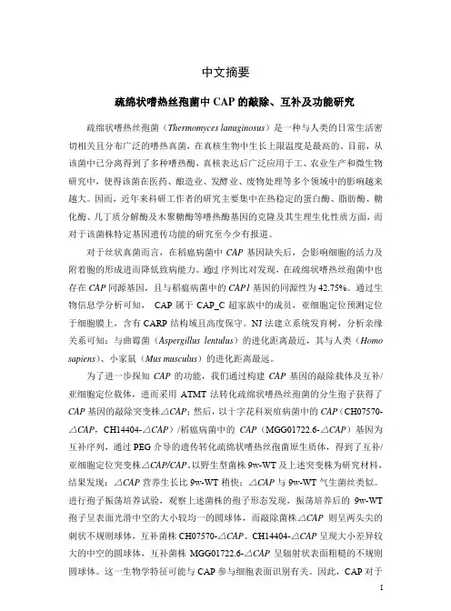 疏绵状嗜热丝孢菌中cap的敲除、互补及功能研究