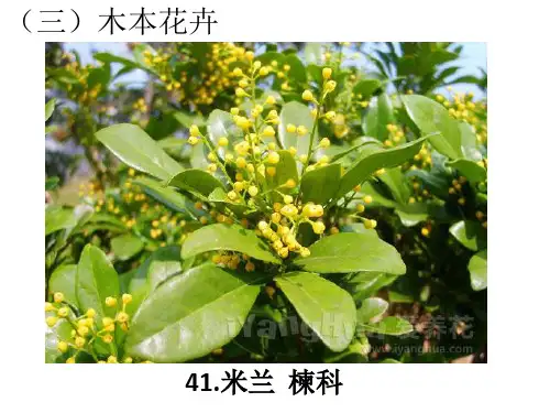木本花卉35种