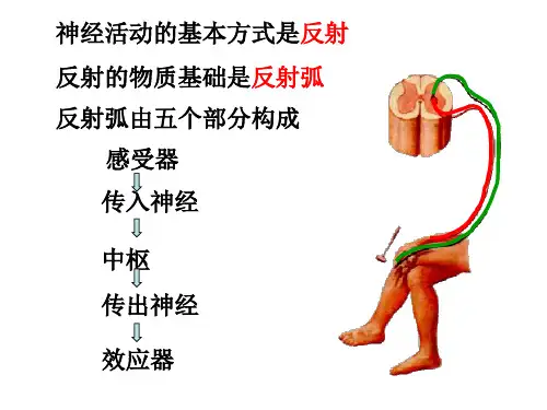 感觉传导路