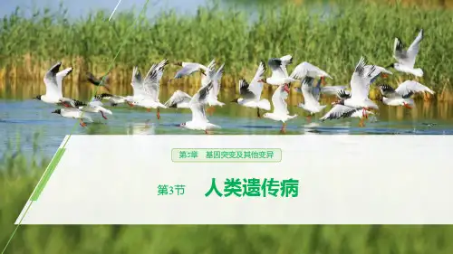 人教版高中生物必修二 人类遗传病 基因突变及其他变异