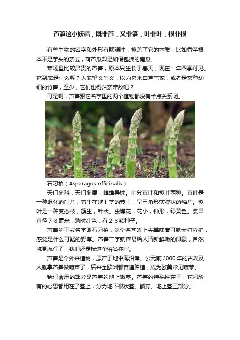 芦笋这小妖精，既非芦，又非笋，叶非叶，根非根