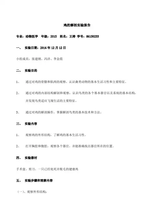 鸡的解剖实验报告