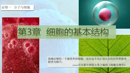3.3细胞核的结构和功能高一生物上学期教学课件(人教版2019必修1)