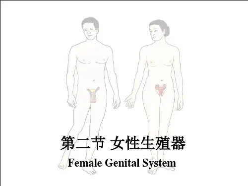 女性生殖