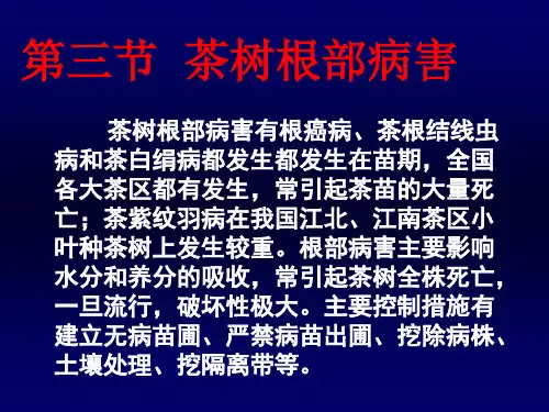 茶树根部病害