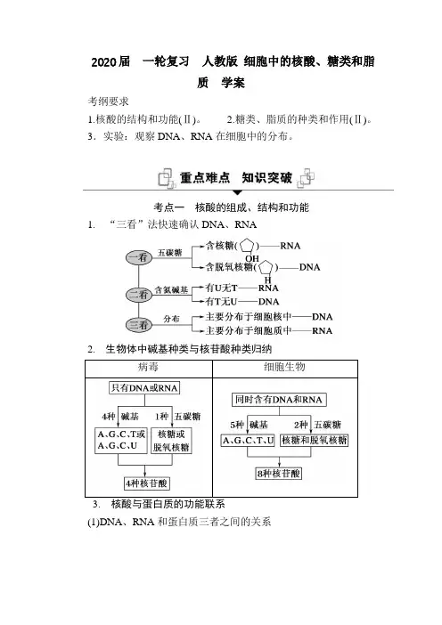 【生物】2020届一轮复习人教版细胞中的核酸、糖类和脂质学案