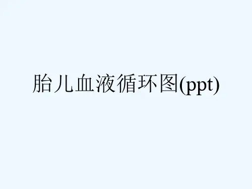 胎儿血液循环图(ppt)