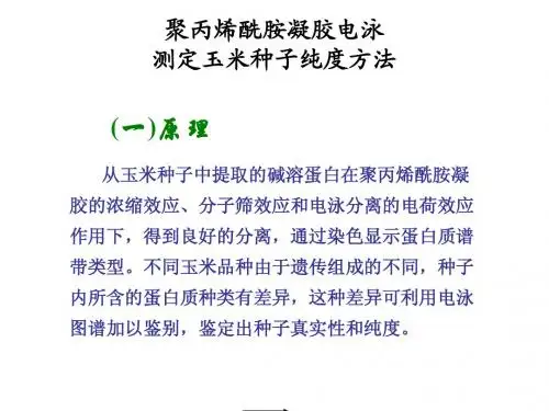 聚丙烯酰胺凝胶电泳