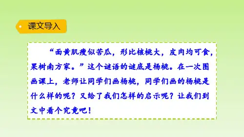 二年级下册语文课件-13.画杨桃 部编版