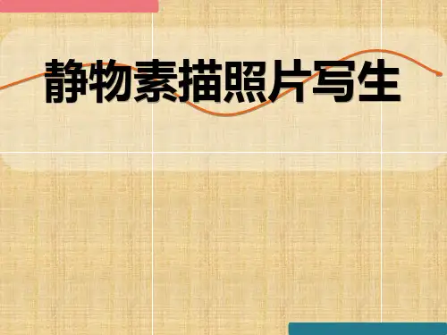 静物素描ppt课件