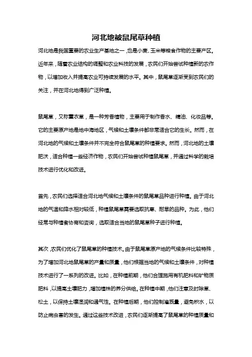 河北地被鼠尾草种植