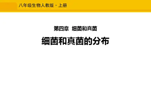 《细菌和真菌的分布》PPT免费课件