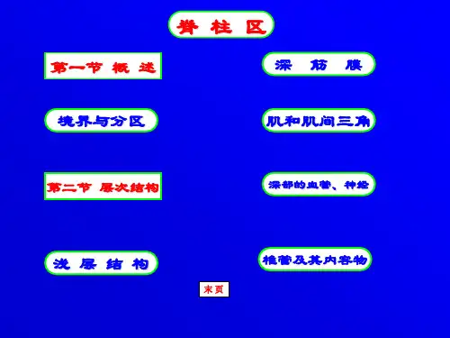 英文人体系统解剖PPT课件