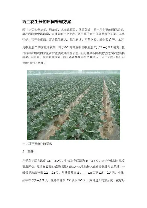 西兰花生长的田间管理方案