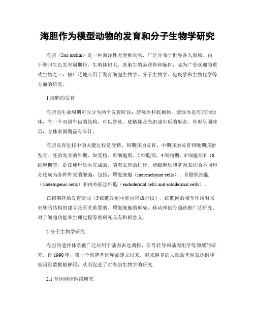 海胆作为模型动物的发育和分子生物学研究