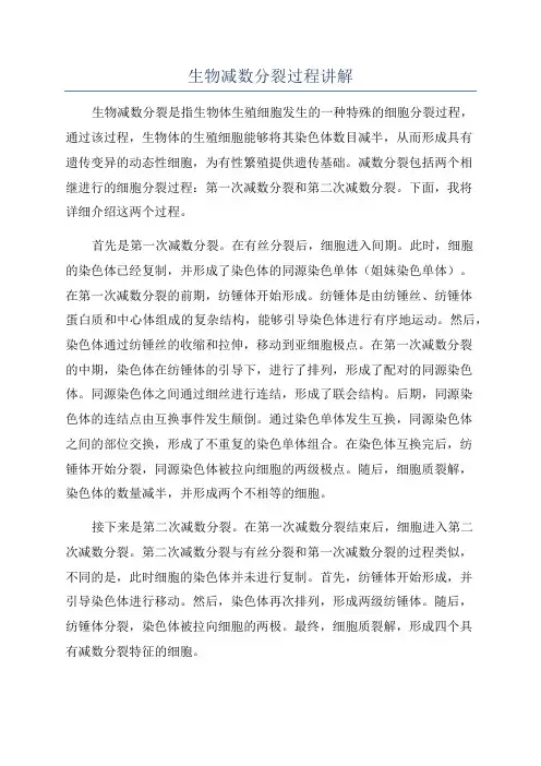 生物减数分裂过程讲解