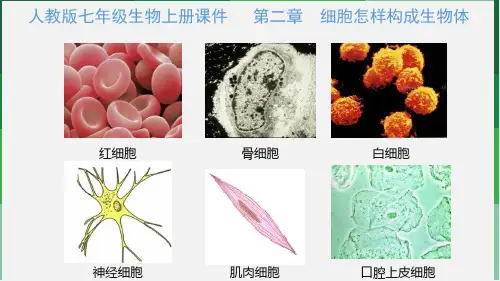 人教版七年级生物上册 第二单元 第二章 第一节  细胞通过分裂产生新细胞 课件