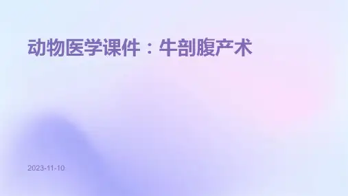 动物医学课件：牛剖腹产术