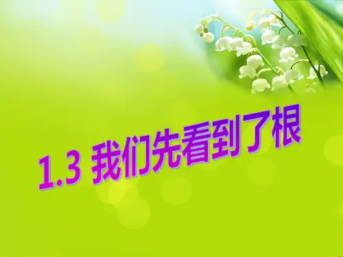 教科版科学三年级下-13-我们先看到了根ppt课件
