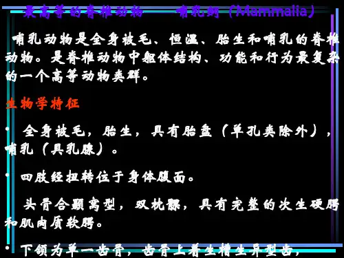 动物学 15哺乳纲(Mammalia)