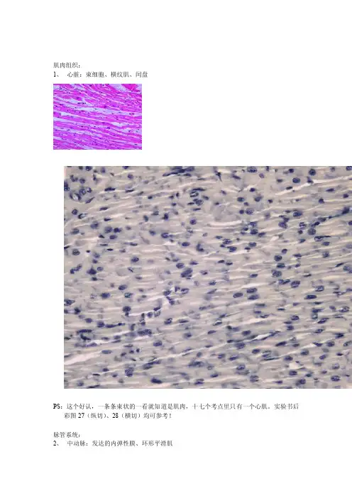 组织胚胎图片