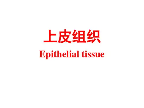 上皮组织(新)