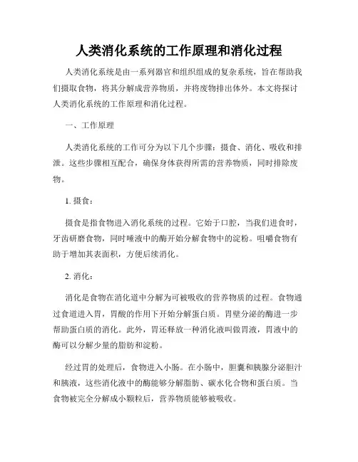 人类消化系统的工作原理和消化过程
