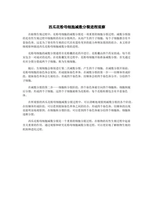 西瓜花粉母细胞减数分裂进程观察