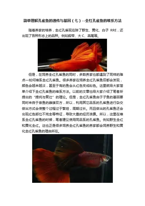 简单理解孔雀鱼的遗传与基因（七）--全红孔雀鱼的维系方法