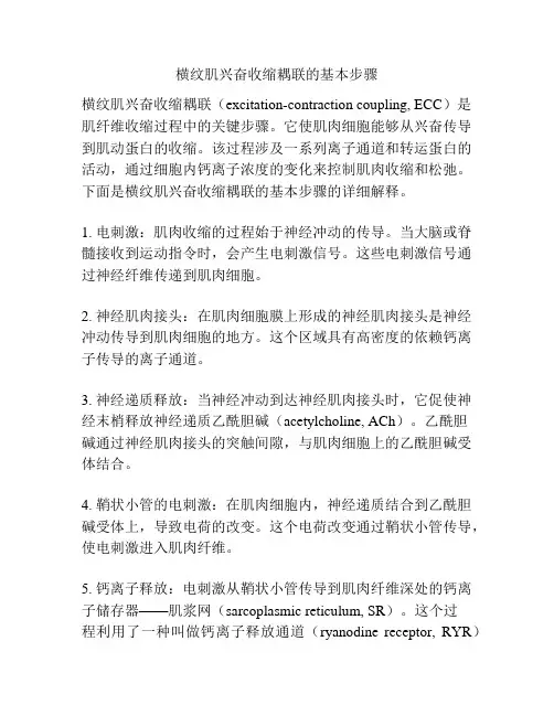 横纹肌兴奋收缩耦联的基本步骤