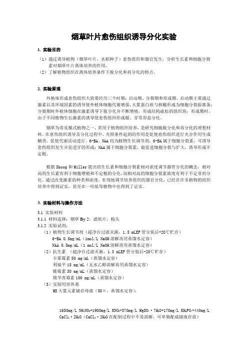 2 烟草愈伤组织诱导实验