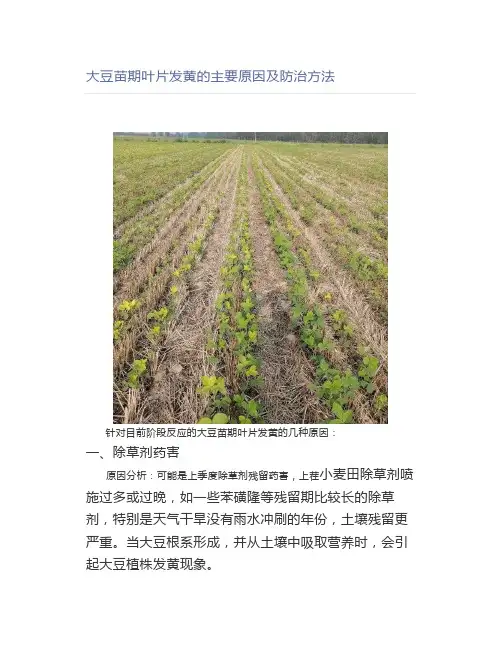 【农业】大豆苗期叶片发黄的主要原因及防治方法