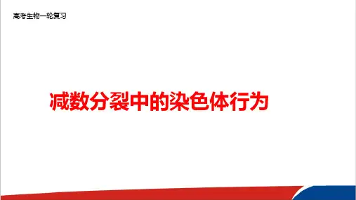 高考生物一轮复习减数分裂中的染色体行为精品PPT课件